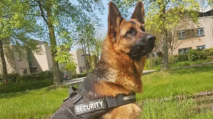 K9